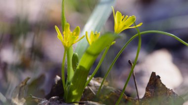 Gagea lutea. Beytüllahim 'in ilk bahar çiçeğinin sarı yıldızı, Liliaceae familyasından Avrasya' ya ait bir çiçek, uzun ömürlü soğan üreten bir bitki..