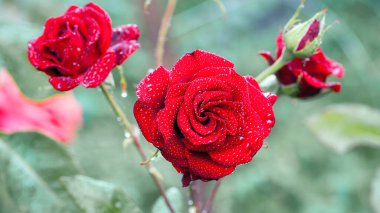 Kırmızı gül çiçeği arkaplanı. Bahçedeki çalılıkta kırmızı güller, yakın plan. Yağmurdan ya da sabah çiğ tanesinden sonra su damlatan kırmızı gül çiçeği. Kırmızı gül, sihir, bitki bakımı, peyzaj, bir kız için tatil hediyesi.