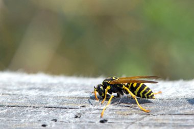 Vespula germanica, Avrupa eşekarısı, Alman eşekarısı. Yuvayı inşa etmek için selüloz elde edilecek olan çene ile ahşap bir yüzeyi tırmalayarak. İzole edilmiş örnek, makro böcek.