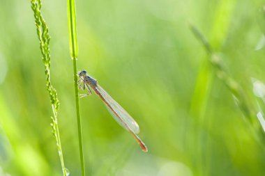 Enallagma cyathigerum. blue dragonfly on a meadow flower. Close-up dragonfly with big eyes sits on a green grass, field plant. natural blurred green background. macro nature. insect predator clipart