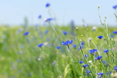 Mısır çiçeği, Centaurea siyanus nadir bulunan Arable Fields çiçeği. Mavi kır çiçekleri, doğal çiçek arkaplanı. Yabani çiçekler. Yaz çayırı çiçeği, güzel mavi çiçekler..