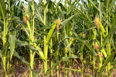 Mısır koçanı ve yeşil yapraklar tarlada. Mısır çiftliği. Organik mısır tarlasında mısır koçanı fotoğrafı. İyi hasat, tarım kavramı. Çiftlik arazisi. Tarım endüstrisi. tarımsal geçmiş. yakın plan