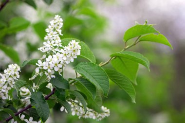 Prunus padus. Sıradan bir kuş kirazı. Çiçek açan ağaç. Bir dalda küçük beyaz çiçekler. Vahşi ağaç. Baharda kiraz ağacı, taze yeşil yapraklar. Yakın plan. Doğanın güzelliği. doğal arkaplan