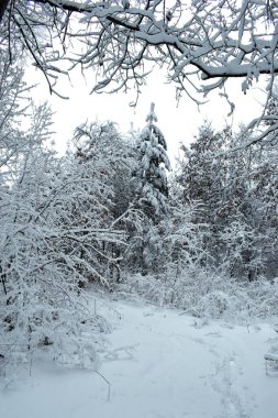 Kış ormanı ağaçları karlar altında. Muhteşem kış manzarası. Ulusal Park. Carpathian, Ukrayna, Avrupa. Güzellik dünyası. Kış ormanı patikası, soğuk mevsim. Çok fazla kar var. Kış ormanında yol