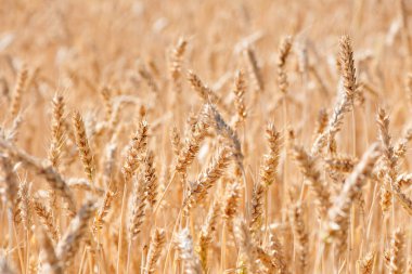 Olgun buğday başakları. Zengin hasat kavramı. Altın buğday kulaklı buğday tarlası. tarımsal alan. Olgun kulaklar kırsal doğa manzarası arka planı. yakın çekim, seçici odak