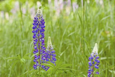 Narin mavi çiçekleri ve yeşil çimlerin arasında açan güzel yaprakları olan bir çiçek. Narin mor çiçekler. Çiçekli arka plan, doğadaki güzellik. Vahşi çiçekler, çiçek mevsimi