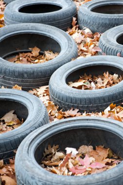 black old car tire among the tree in nature. environmental pollution. problems of ecology. car tires in autumn leaves, thrown into the forest. garbage, industry. Earth Defense Day. Ukraine 2024. editorial clipart