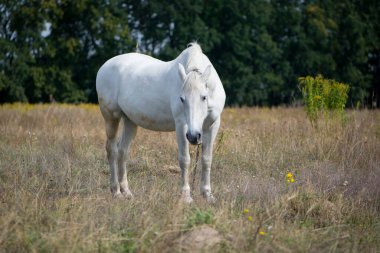 Tarladaki kuru çimlerin üzerinde güzel beyaz bir at. Arap atı, beyaz at güneşli havalarda kuru çimlerle tarımsal alanda duruyor. güçlü, dayanıklı ve hızlı bir hayvan.
