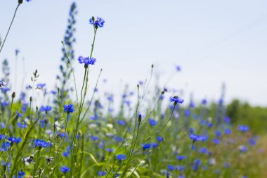 Mısır çiçeği, Centaurea siyanus nadir bulunan Arable Fields çiçeği. Mavi kır çiçekleri, doğal çiçek arkaplanı. Vahşi çiçekler, yakın plan, bulanık arka plan. Yaz çayırı çiçeği, güzel mavi çiçekler..