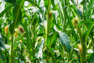 Mısır ve yeşil yaprakların kulakları yakın plan çekimde. Mısır çiftliği. Organik mısır tarlasında seçici bir mısır koçanı resmi. İyi hasat, tarım, yazı konsepti