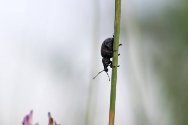 Curculionidae. Kara asma buğday biti, Otiorhynchus sulcatus. Kabile Otiorhynchini. Alt familya Geniş Burunlu Buğday bitleri, Entiminae. Bahçede haşere, doğada böcek. Curculionidae ailesi. Bahar bahçesi.