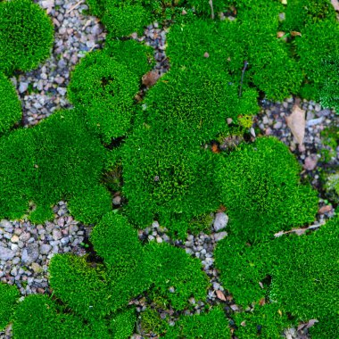 Yosun. Ormandaki parlak yeşil yosun. Doğal sonbahar arkaplanı. Güneşte, yaz ya da bahar günlerinde. Yazı için eski sonbahar yosunu yeşili arka plan. Yakın plan. makro fotoğraf, doğadaki güzellik.