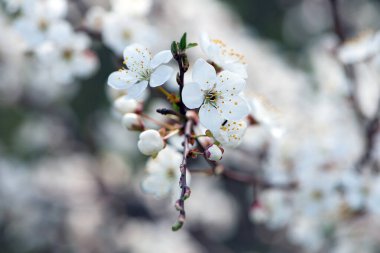 İlkbaharda çiçek açan siyah diken dalları, Prunus spinosa. Beyaz çiçekler, doğal çiçek arkaplanı. Narin bahar çiçekleri, yakın plan. bahar doğal arka plan, çiçek açan ağaç. yumuşak odak