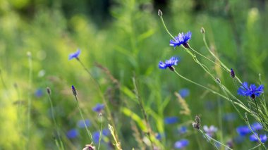 Mısır çiçeği, Centaurea siyanus nadir bulunan Arable Fields çiçeği. Mavi kır çiçekleri, doğal çiçek arkaplanı. Vahşi çiçekler, yakın plan, bulanık arka plan. Yaz çayırı çiçeği, güzel mavi çiçekler..