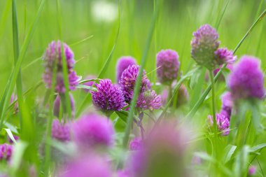 Kırmızı Yonca, Trifolium pratense, tipik bir çayır ortamında. Açık yeşil arkaplanda narin bir çiçek. Makro doğa. Yabani çiçek. Pembe yonca, tarlada çiçek. yakın plan