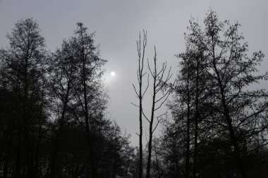 Karanlık ağaçlar, dolunay. Sihirli gizemli gece ormanının çam ağaçları üzerinde dolunay. Cadılar Bayramı arkaplanı. Akşam vakti, ay ışığı. Boşluğu kopyala
