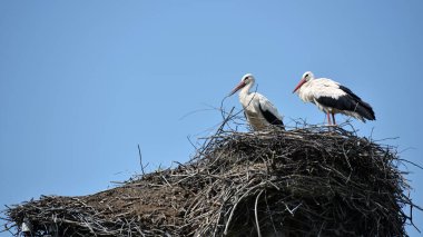 İki beyaz leylek. Ciconia. Leylek. Vahşi kuş. Leylek yuvası. Yuvada bir çift kuş. İki leylek. Büyük, beyaz, güzel bir kuş. Çiftleşme mevsimi. Aşk kavramı, aile. Metin için boşluk, yakın plan