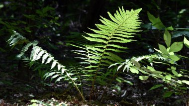 green fern leaves in the forest. Natural green fern leaves texture in the forest close-up on the dark background. foliage natural floral fern background in sunlight. clipart