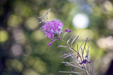 Chamaenerion angustifolium, Epilobium angustifolium. Açık yeşil arka planda Rosebay Willowhere 'in pembe çiçeğine yakın plan. Doğal arka plan, tarla ya da orman bitkilerinin toplanması.
