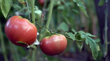 Kırmızı olgun domatesin yapraklarla büyümesini ve yeşil arka plan dışında çiftlikte bitki yetiştirmesini sağla. Yakın plan domates, olgun sebze, vejetaryen yiyecekler. Bahçedeki sera bitkisi