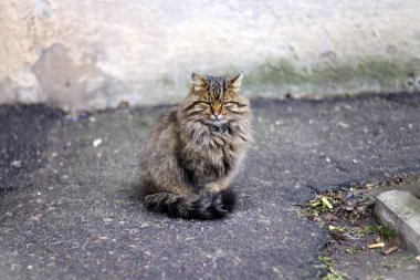 Gri kedi. Yakın plan, sarı gözlü gri kedi. Sokakta oturan evsiz bir hayvan. Kedi doğrudan sarı-yeşil gözlerle kameraya bakıyor. evcil hayvan. bakım, veterinerlik hekimi