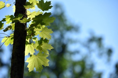 Oyuncu. Akçaağaç. Bahar güneşinin altındaki bir ağaç dalında genç yeşil yapraklar. Genç yeşil yaprakları olan bir dal. Ağaç yaprakları güneşte. Bahar sabahı. Doğa, yakın plan. arkaplan, metin için yer