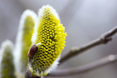 Tüylü sarı çiçekler söğüt dalında çiçek açar. Bahar ormanındaki bir dalda söğüdün sarı çiçekleri. Güzel bir bahar arkaplanı. Doğa, bokeh, yakın plan, Makro fotoğraf, metin