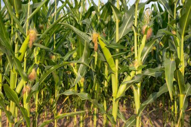 Genç mısır koçanları ve yeşil yapraklar yakın plan çekimde. Mısır çiftliği. Organik mısır tarlasında seçici bir mısır koçanı resmi. İyi hasat, tarım kavramı. tarım arazisi