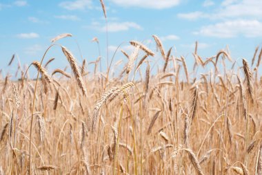 Tarlada altın buğday başakları. Tarlanın sarı arka planında olgunlaşmış altın buğday kulakları. Doğa. Zengin bir yaz hasadı, tarım ve tarım endüstrisi fikri..