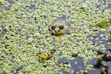 Marsh frog, frog eyes, Pelophylax ridibundus, in nature habitat. Wildlife scene from nature, green animal in water. Beautiful frog in dirty water in a swamp. amphibian close-up, in a swamp in duckweed clipart