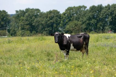 İnek. Çayırdaki süt ineği. Siyah genç inek, yeşil çimlerin üzerinde duruyor. Bahar günü. süt çiftliği. ev hayvanı. Sığırlar. İnek çayırda otluyor. Yakın plan. Yeşil çimenlikteki siyah beyaz hayvan