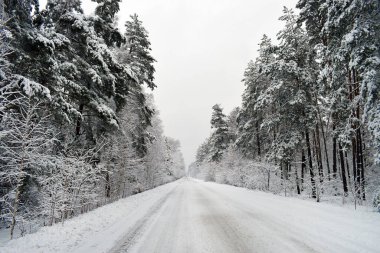 Kış ormanı ağaçları karlar altında. Muhteşem kış manzarası. Ulusal Park. Carpathian, Ukrayna, Avrupa. Güzellik dünyası. Kış ormanı patikası, soğuk mevsim. Çok fazla kar var. Kış ormanında yol