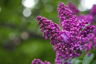 Leylak çiçekleri bahar manzarası. Bahar leylak çiçekleri. Leylak çiçek açar. Güzel bir demet leylak. Çiçekli bahar arkaplanı. Bahçedeki ya da parktaki narin kokulu çiçekler. yakın plan