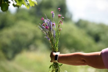 Kadın elinde bir buket kır çiçeği tutuyor. Bir kadının elindeki buket güneşte parlıyor. Doğadaki kız. Yazın yürüyüş, güneşli bir gün. Bahar mevsimi. Yakın plan. Şifalı bitkiler koleksiyonu. Doğanın güzelliği