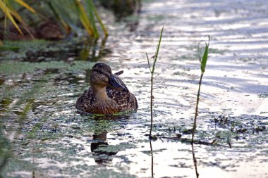 Anas platyrhynchos. Göletteki ördek. Kuzeyli bir kürekçi ördek sakin sularda yüzerken yakalandı. Renkli tüyleri ve kendine özgü büyük gagasıyla. Doğal yaşam alanı. Dişi ördek yaban ördeği