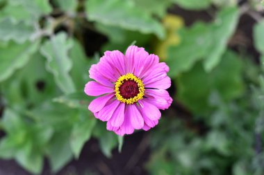 Zinnia elegans. Bredsinnia, ayrıca ay kuşağı mor çiçeği olarak da bilinir. Yaz çiçeği, yakın çekim, üst manzara. Doğadaki güzellik. Yazın çiçek tarhında. mevsimsel çiçek