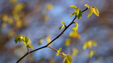 Arka planda taze yeşil yaprakları olan dallar. İlk bahar yaprakları, tomurcuklar ve dallar. Doğa kıştan sonra canlanır. Çalılıklarda taze yapraklar. Küçük yeşil yapraklar çiçek açar. yakın plan