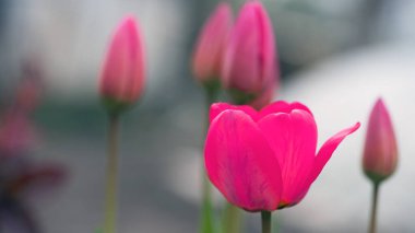 Tulipa. Kırmızı laleler. Bahçedeki bir çiçek tarlasında açan güzel çiçekler. Hassas kırmızı laleler. Çiçekli tatil geçmişi. Bahar çiçekleri, kız arkadaşına bir hediye, yakın plan, bokeh.