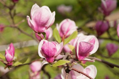 Manolya. Pembe çiçek. Bahar manolyası çiçekleri, doğal yumuşak çiçek arkaplanı. Güzel çiçekler, narin manolyalar, bahçede ya da parkta. Yeşil doğal arka planda pembe çiçek. yakın plan