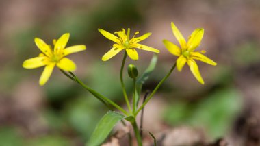 Field Gagea çiçeği, Kaz soğanı ya da Kuş yayı. Yeşil yapraklı sarı çiçek. Ormanda bahar çiçekleri. Yumuşak seçici odaklanma. İlk narin sarı çiçekler, doğal arka plan, yakın plan.