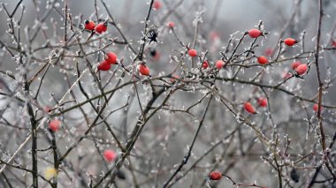 Kışın kırmızı dutlar. Ormandaki bir dalda kırmızı gül kalçaları. Kış zamanı, dondaki gül ağacı çalısı. Soğuk kış arka planı. Kış ayazında böğürtlen. Doğadaki güzellik, yakın plan.