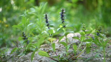 Ajuga. Adaçayı mavisi. Ajuga reptans, Akdeniz çayırlarında yetişen mavi çiçekli bir bitkidir. Avrupa kır çiçekleri. Yeşil çimenlikteki mavi çayır çiçeklerinin arkaplanı