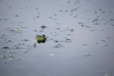 Bataklık kurbağası, kurbağa gözü, Pelophylax ridibundus, doğal ortamında. Doğadan vahşi yaşam sahnesi, sudaki yeşil hayvan. Bataklıktaki kirli suda güzel bir kurbağa. amfibik yakın plan