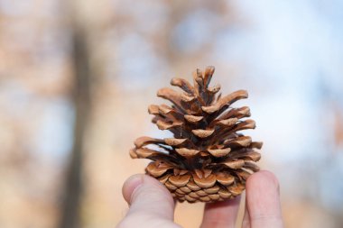 cone of a coniferous tree, fir or pine. dry spruce cone in hand. holding in his hand. A collection of cones for medicine and cosmetology. close-up. text space clipart