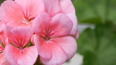 Sardunya. Küçük soluk pembe çiçekler. Çiçek arkaplan. Yeşil bir arka planda saksıda yetişen pembe menekşeler. Bokeh, güzel çiçek, yakın plan. Doğada güzellik, bahçıvanlık, makro fotoğraf.