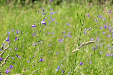 Mor çan çiçeği, Campanula Rapunculoides kır çiçeği. Çok güzel, narin bir çiçek çanı. mor parlak çanlar. Bahçede, çayırda güneşli bir resim. Çiçek arkaplanı