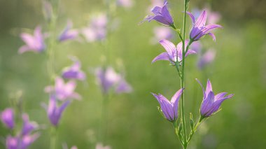 Çok güzel, narin bir çiçek çanı. mor güzel ve parlak çanlar. Hafif arka planda çiçekler. Bahçede, çayırda güneşli bir resim. Güzel çiçek arkaplanı, metin için yer
