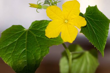 Çiçek açan salatalık. Salatalıktaki sarı çiçekler izole edilmiş. Küçük bir salatalık filizi, yeşil yapraklar ve sarı bir çiçek. Tohum ekme, sebze ekme, hasat. yakın plan