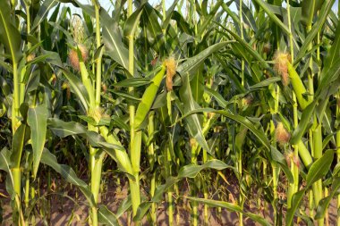 Mısır koçanı ve yeşil yapraklar tarlada. Mısır çiftliği. Organik mısır tarlasında mısır koçanı fotoğrafı. İyi hasat, tarım kavramı. Çiftlik arazisi. Tarım endüstrisi. tarımsal geçmiş. yakın plan
