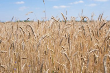 Olgun buğday başakları. Zengin hasat kavramı. Altın buğday kulaklı buğday tarlası. tarımsal alan. Olgun kulaklar kırsal doğa manzarası arka planı. yakın çekim, seçici odak